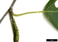 SpeciesSub: subsp. szechuanica